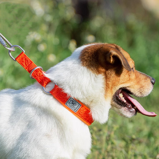 Dog Collar P Chain Dog Walking Collar Collar Artifact